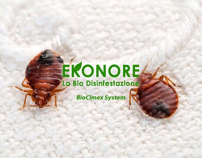 Come Togliere Cimici Da Letto