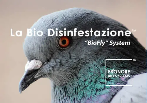 Installare dissuasori per uccelli Bologna Modena – Aghi reti ultrasuoni per  piccioni