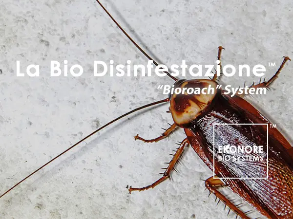Disinfestazione scarafaggi e blatte Milano