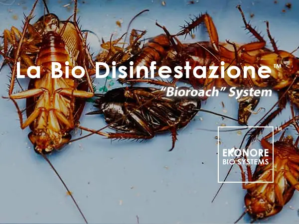 Eliminare gli scarafaggi in casa- Eco-Ambiente Milano