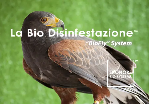 Installare dissuasori per uccelli Bologna Modena – Aghi reti ultrasuoni per  piccioni